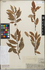 Foto von Salix daphnoides Vill.